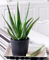 aloe vera decor