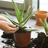 home garden