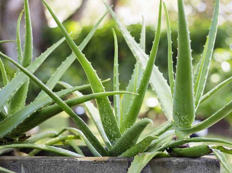 aloe vera decor